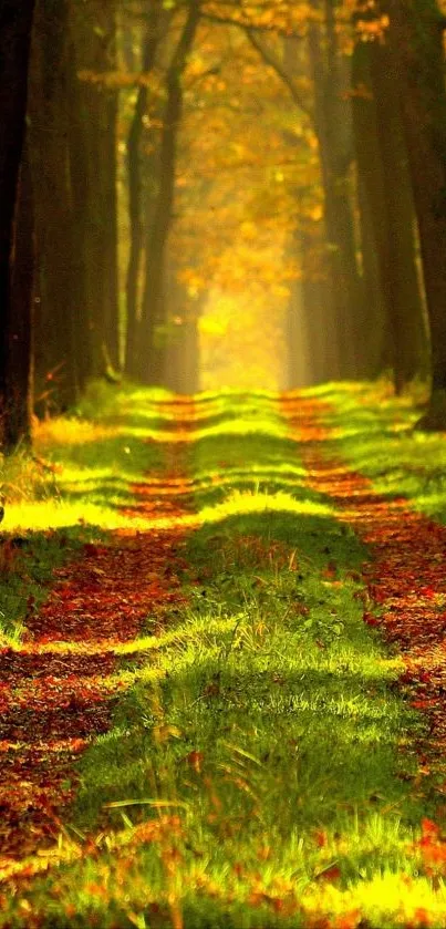 Serene autumn forest path with vibrant foliage.