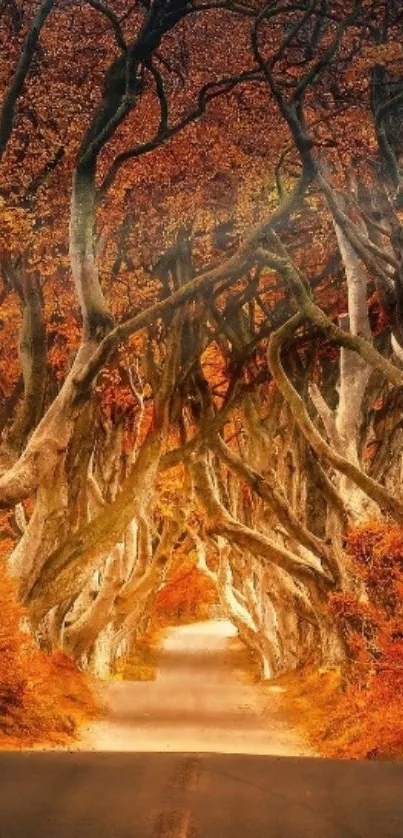 Autumn forest path with vibrant orange leaves and twisted trees.