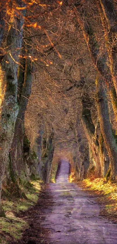 Scenic forest path with autumn leaves and trees creating a natural tunnel.