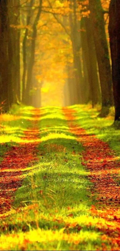 Golden autumn path in a lush forest with sunlight streaming through the trees.