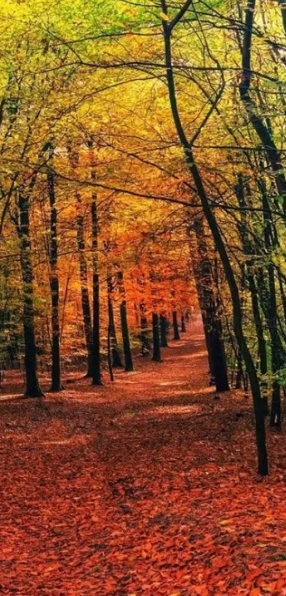 Vibrant autumn forest path surrounded by colorful leaves.