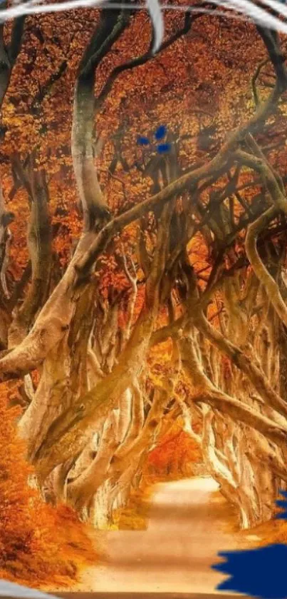 Twisted autumn trees lining a peaceful forest path.