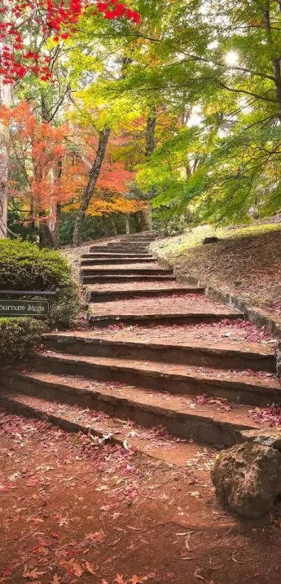 Stone steps through an autumn forest with colorful leaves.