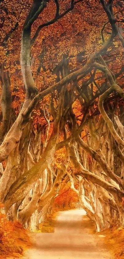 Enchanting autumn tree tunnel with vibrant fall foliage.