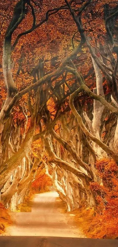 Autumn woodland path with orange leaves creating a natural tunnel.