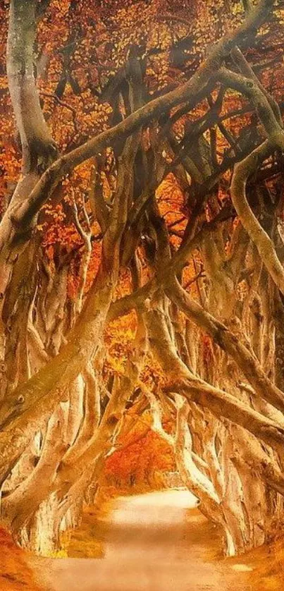 Beautiful orange autumn tree tunnel with sunlit path.