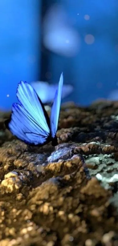 Blue butterfly perched on forest floor, illuminated by soft evening light.