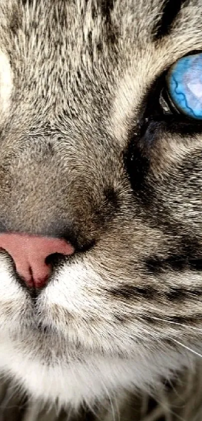 Close-up of a blue-eyed cat with detailed fur and vibrant gaze wallpaper.