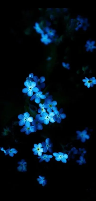 Mobile wallpaper featuring blue flowers on a dark background.