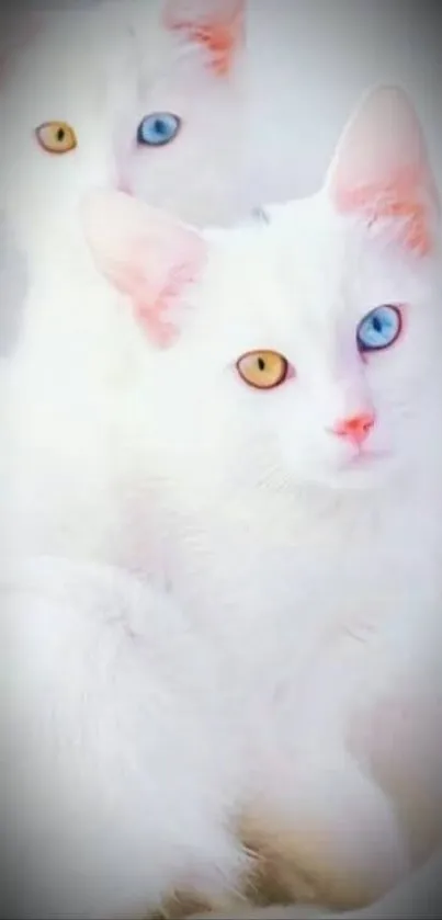 White cats with striking blue and yellow eyes stare.