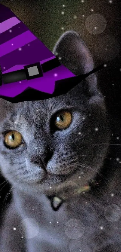 Gray cat wearing a purple witch hat, perfect for Halloween wallpaper.