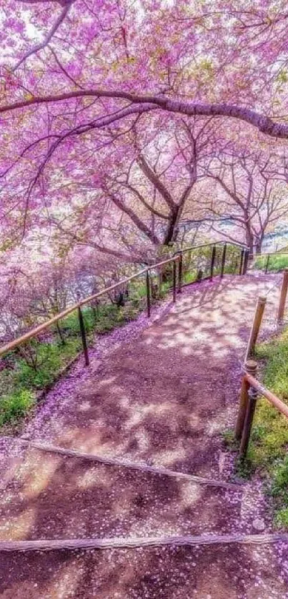 Cherry blossom trees over a scenic pathway.