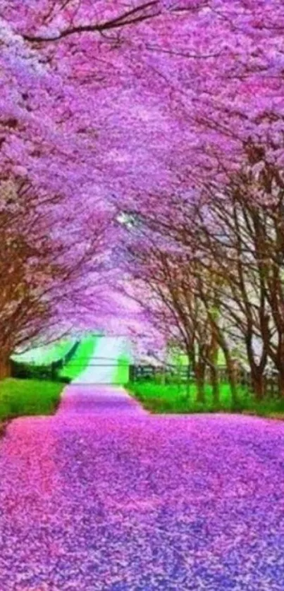 Pink cherry blossom pathway under canopy of trees in full bloom.