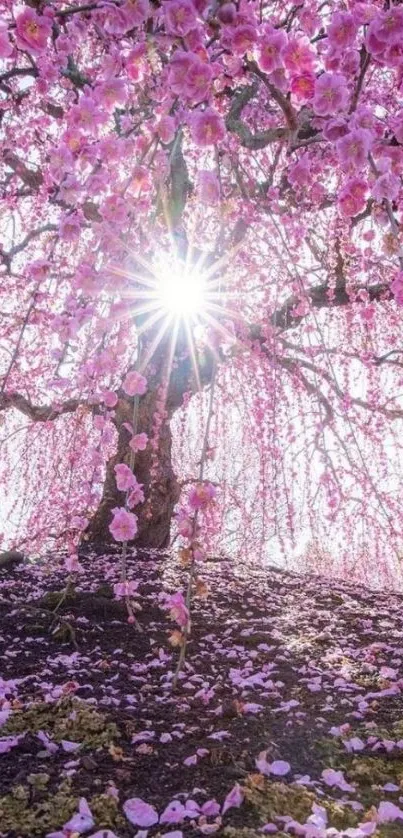 Cherry blossom tree with sunlight filtering through pink petals in a serene scene.