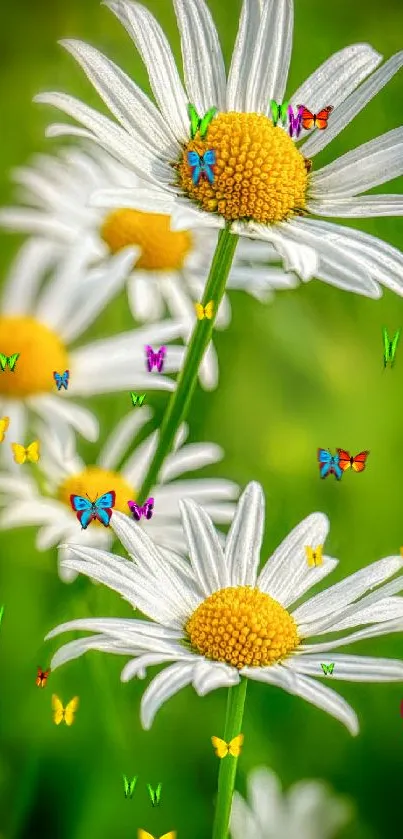 Vibrant daisy flowers against a green background.