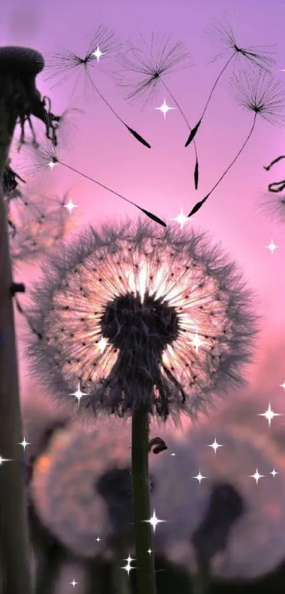 Dandelion silhouette with sparkles against a purple dusk sky.