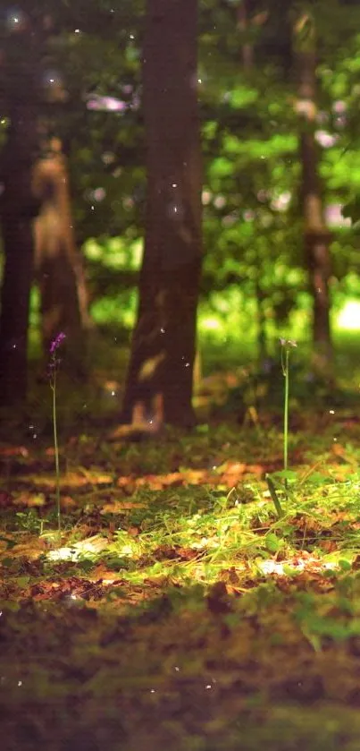 Serene forest scene with sunlight filtering through lush greenery.