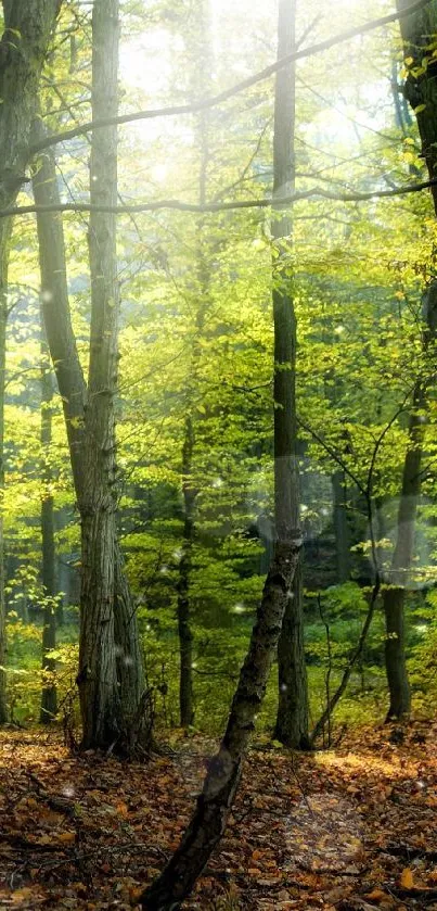 Sunlit forest with green trees and autumn leaves mobile wallpaper.