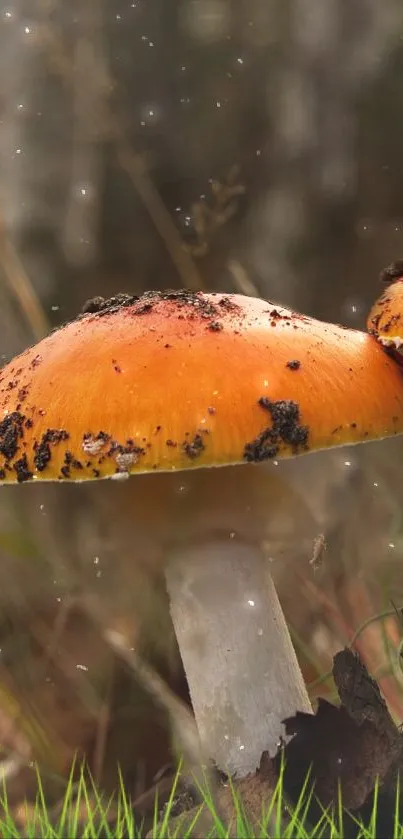 Vibrant orange forest mushroom with soft blurred background.