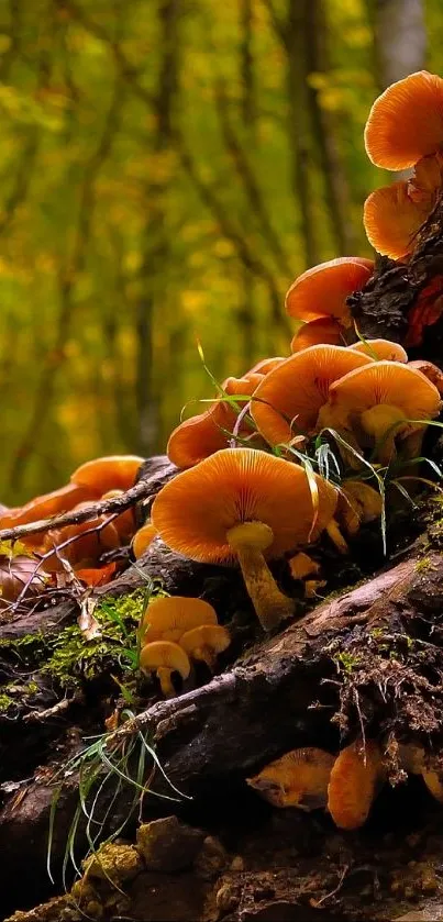 Orange mushrooms on a tree stump in a lush forest setting.