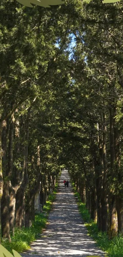 Forest path mobile wallpaper with lush greenery.