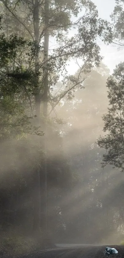 Sun-dappled forest path enveloped in mist.