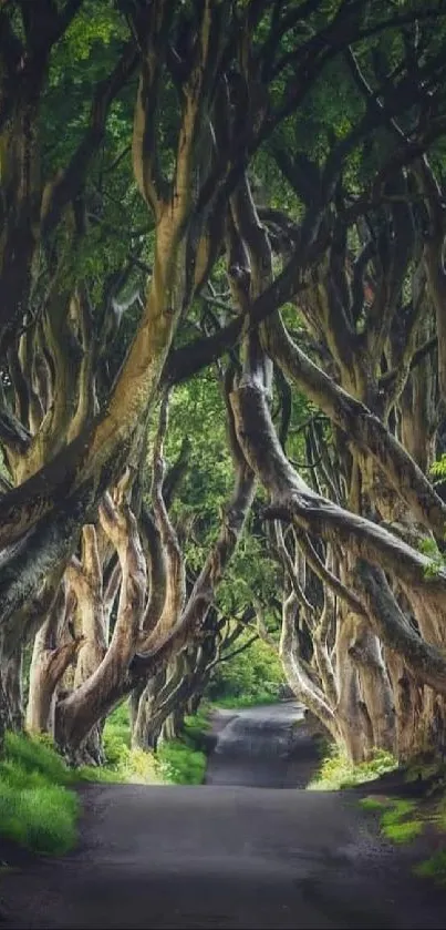 Enchanting forest path with twisted trees creating a canopy.