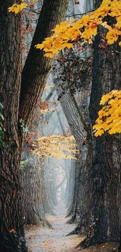 Enchanting forest path with towering trees and vibrant autumn leaves.