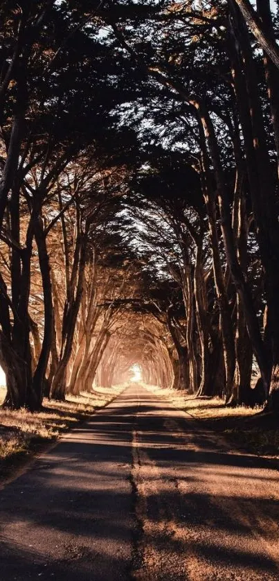 Sunlit forest path with towering trees forming a natural tunnel.