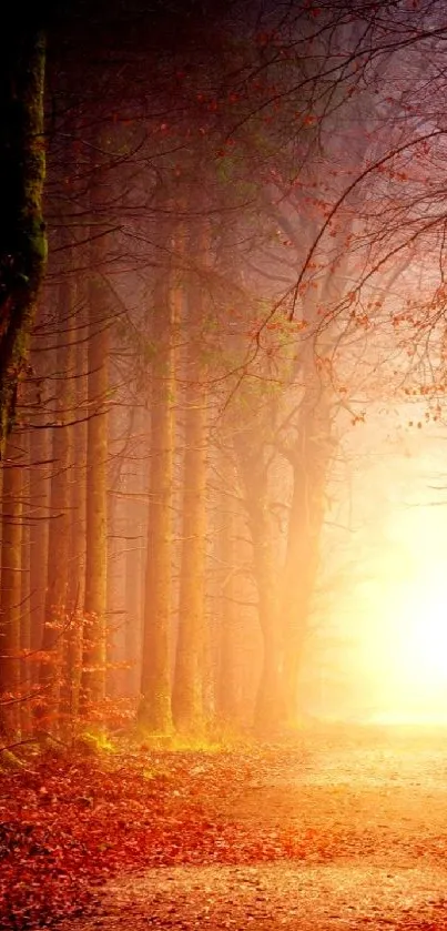 Mystical forest wallpaper with sunlit path.