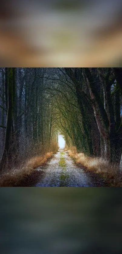 Mystical dark forest path with tree tunnel and light.