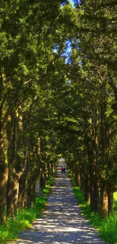 A serene forest pathway with lush green trees forming a natural tunnel.