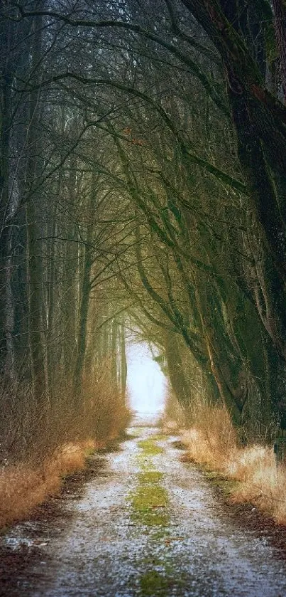 Peaceful forest pathway under arched trees, creating a serene and natural ambiance.