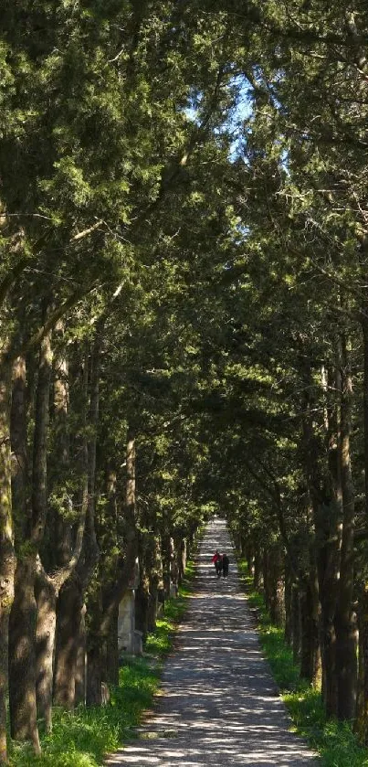 Serene forest path lined with tall, lush green trees on a sunny day.