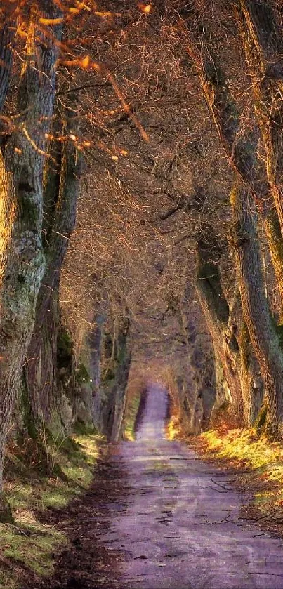 Tree-lined forest pathway with sunlight filtering through the branches.