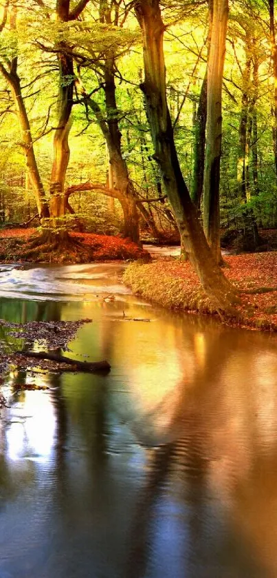 Serene forest stream illuminated by golden sunlight in autumn.