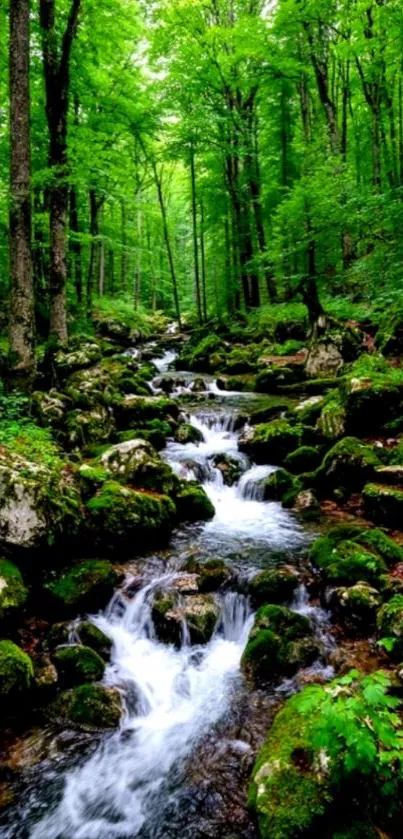 Beautiful forest stream with lush greenery and flowing river