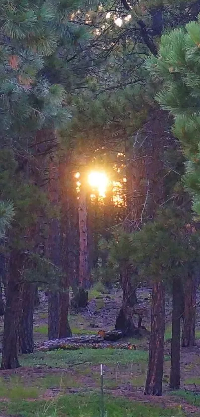 Sunset through trees in an evergreen forest wallpaper.