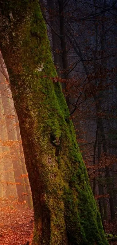 Moss-covered tree in a mystical forest scene for mobile wallpaper.