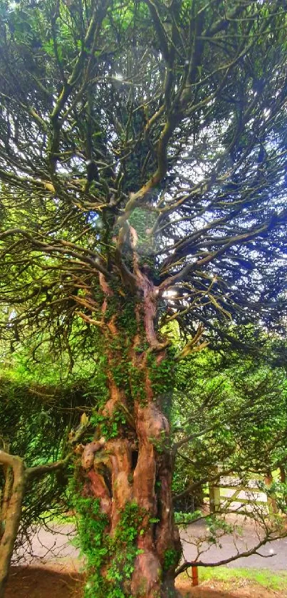 Enchanting forest tree with lush green leaves and natural pathway.