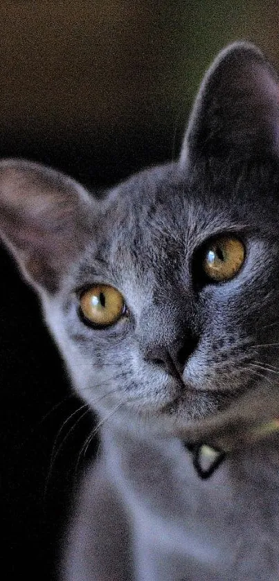 Charming gray cat with amber eyes on a dark background.