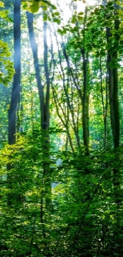 Lush green forest with sun rays filtering through the trees.