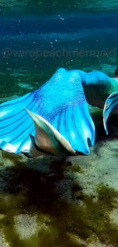 Enchanting mermaid swimming underwater with vibrant blue tail.