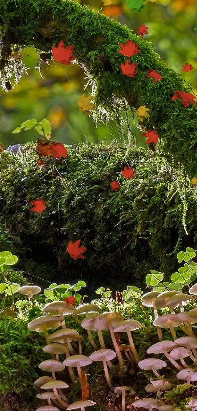 Moss-covered log with mushrooms in a leafy forest setting.