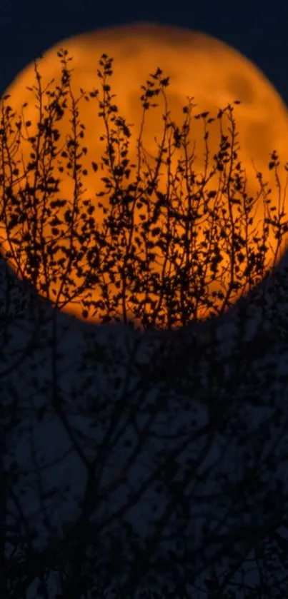 Orange moon with tree silhouette under night sky.