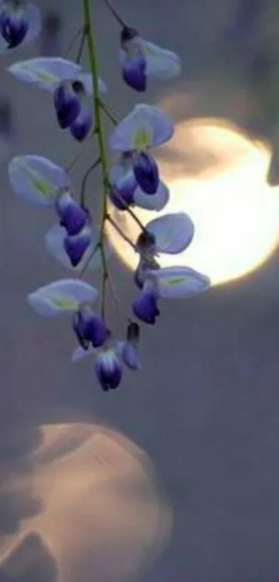 Delicate purple flowers with bokeh lights in the background.