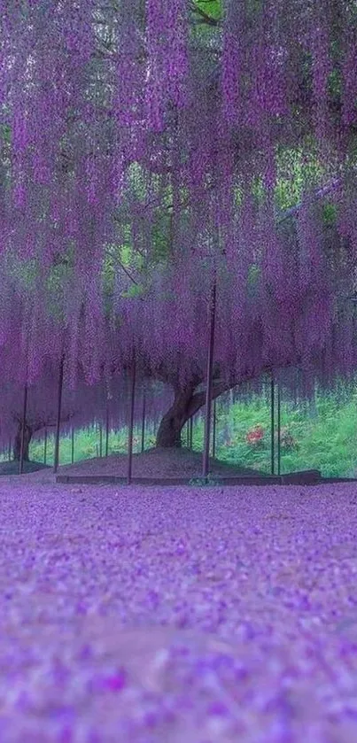 Mobile wallpaper of a purple wisteria forest scene.