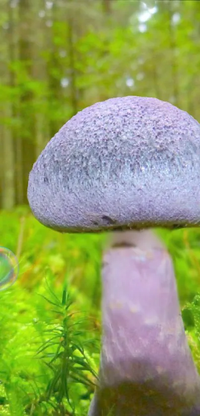 A purple mushroom in a lush green forest, perfect for a mobile wallpaper.