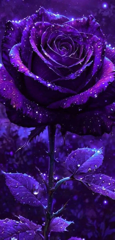 Purple rose with a starry background and dewdrops.