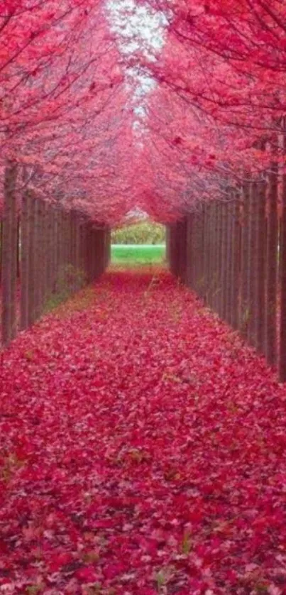 Red forest path with autumn leaves covering the ground.